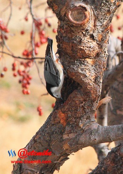 White-breasted Nuthatch PFW35.jpg