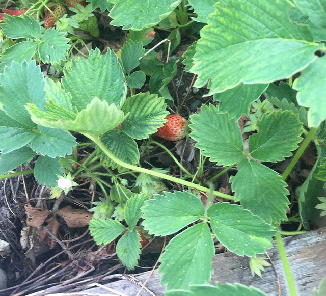 Strawberry_Plant_in_early_June.JPG