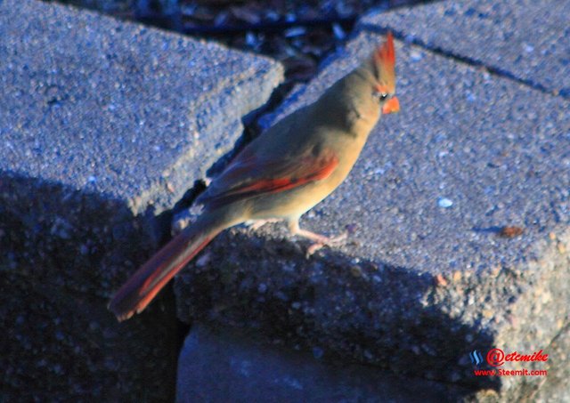 Northern Cardinal PFW0252.JPG