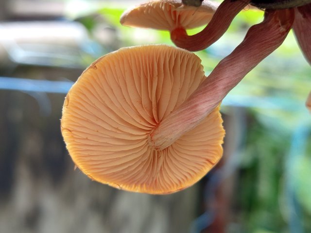 mashroom (1).jpg
