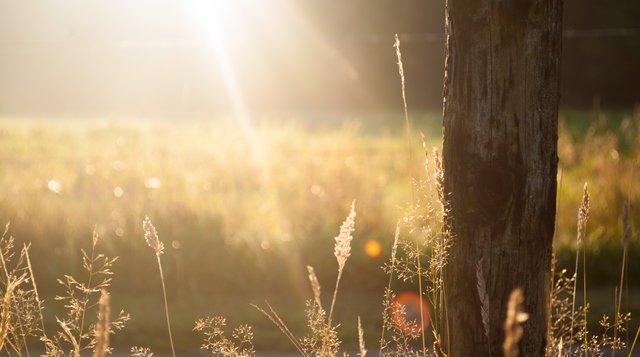 Morning Fence post sun-trees.jpg