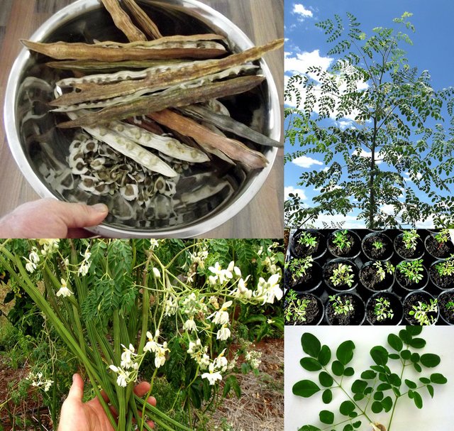 Moringa-Oleifera-Miracle-Drumstick-Tree-Seeds.jpg