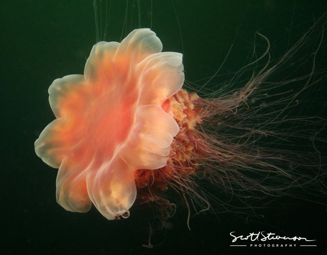 Jellyfish-1.jpg