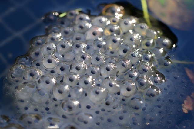 frog-spawn-288938_1280.jpg