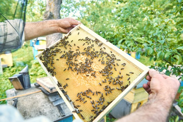 male-beekeeper-taking-out-honeycomb-with-bees-from-beehive-his-apiary.jpg