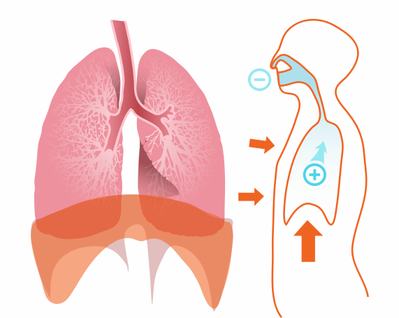 571px-Expiration_diagram.svg-1.png