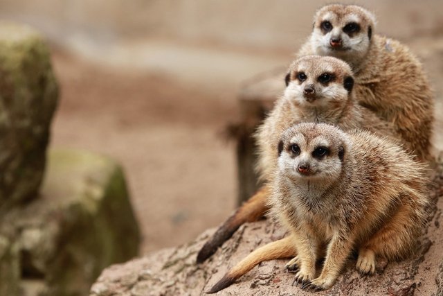 meerkats-5756042_1280.jpg