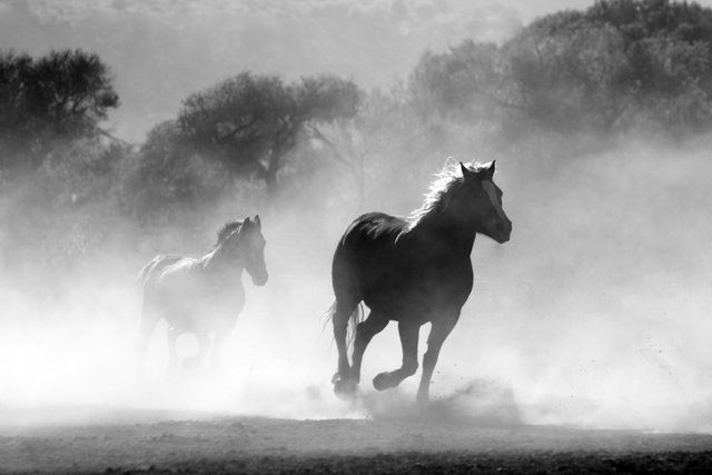 animals-black-and-white-equine-52500.jpg