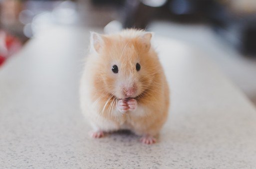 hamster-690108__340.jpg