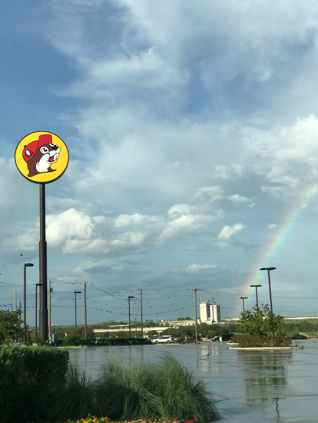 RainbowBucees.png