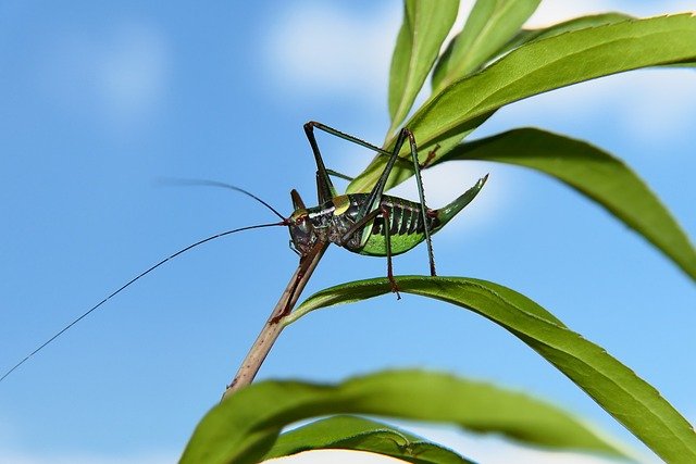 wart-biter-bush-cricket-6661900_640.jpg