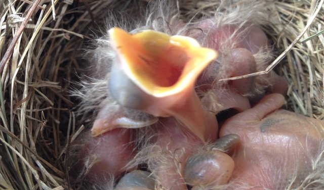 American Robin Chicks.jpg