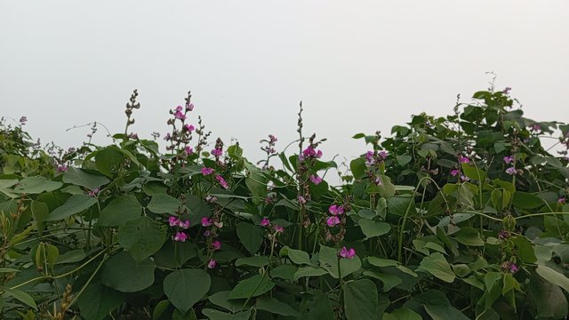 IMG_20241230_170556_9.jpg