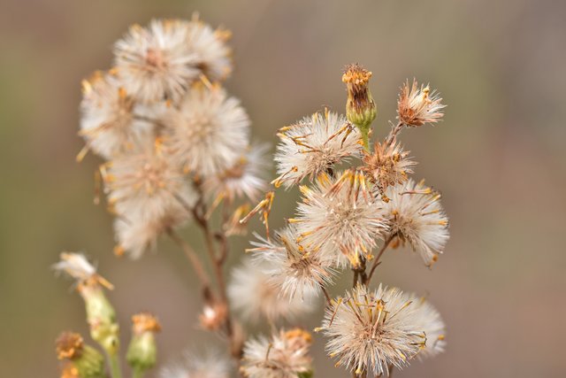 drystuff fluffy seeds 1.jpg