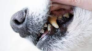 A Dog's Diet Influences Oral Health.jfif