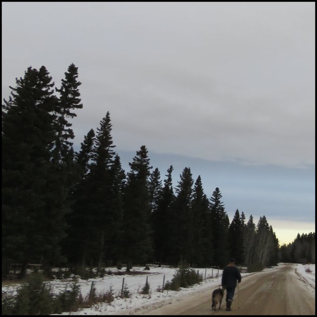 Don walking Bruno interesting layed sky above lines of spruce along road.JPG