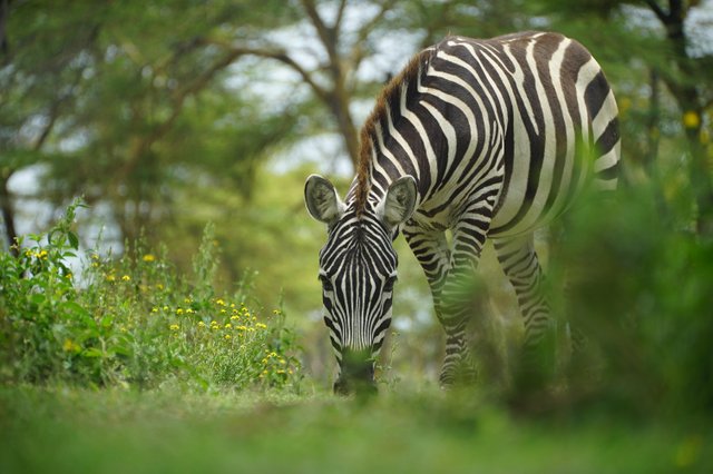 zebra-6275284.jpg