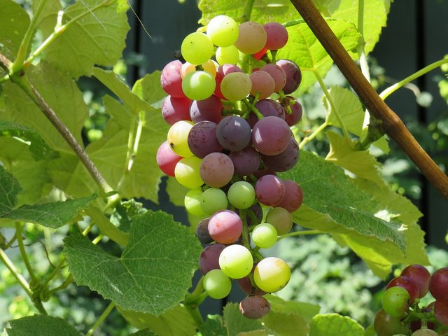 grape-1724044_960_720.jpg