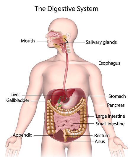 The_Digestive_System_450x531.jpg