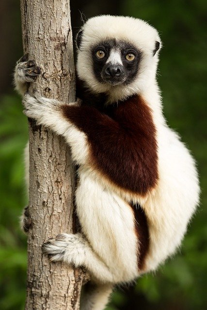 lemur-1794519_640.jpg