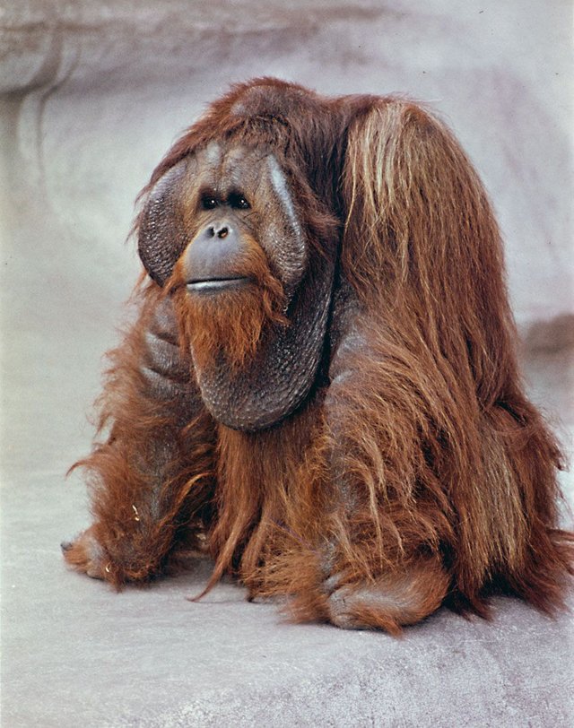 orangutan-cheek-pads.jpg