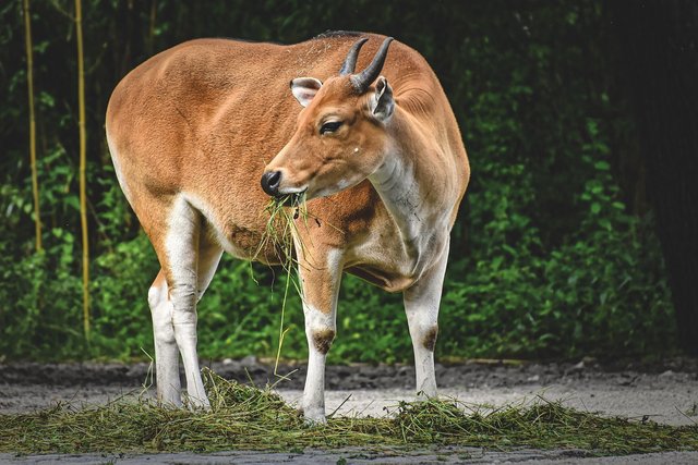 banteng-4545876_1280.jpg