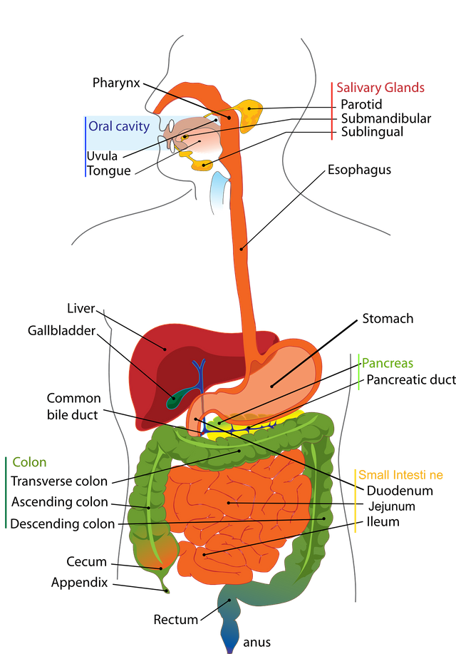 digestive-41529_1920.png