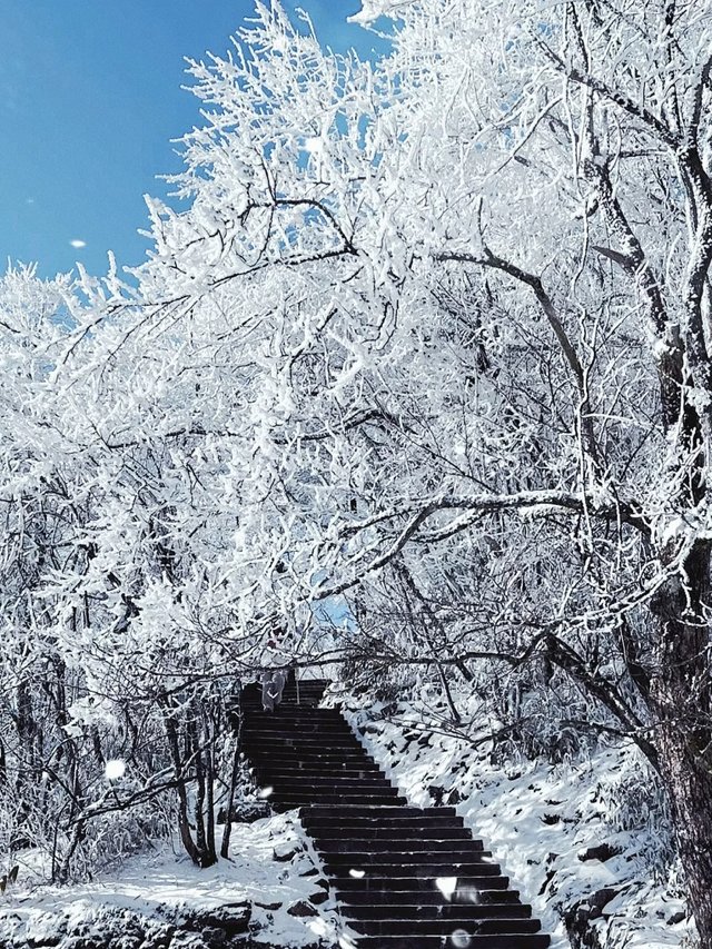 黄山下雪了，带上咖啡去看雪！_1_amblesheep_来自小红书网页版.jpg