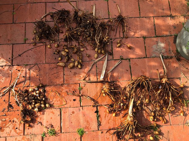 Black turmeric harvest