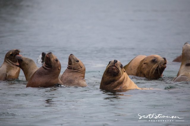 Stellar Sea lion-3.jpg