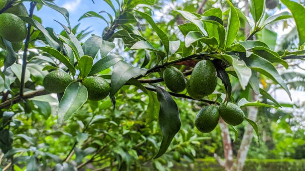unripe-nagami-kumquat-fruit-on-the-tree.jpg