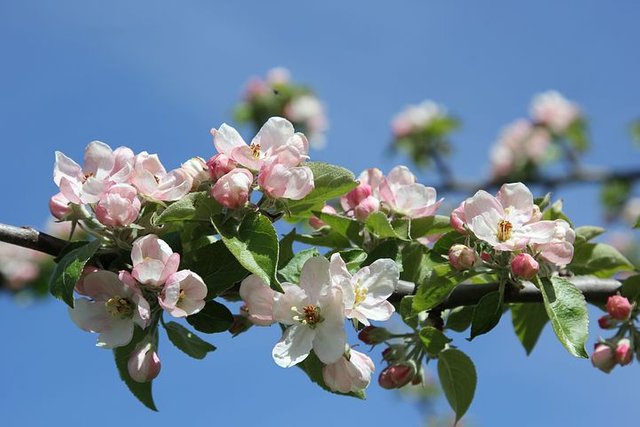 apple-blossoms-3292061__480.jpg