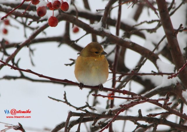 American Goldfinch PFW10_0338.JPG