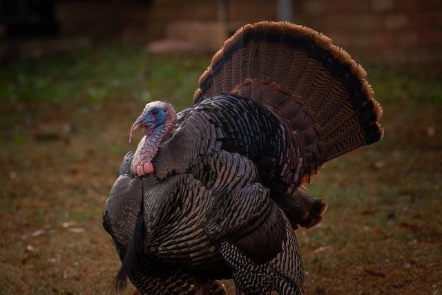 turkey-9162593_1280.jpg