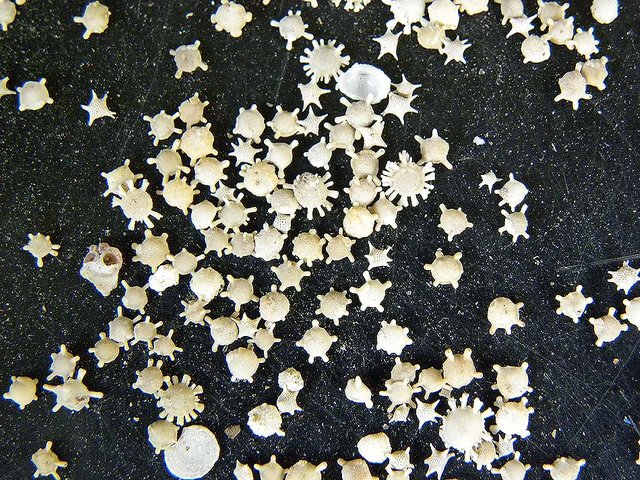 Hoshizuna-no-hama-star-sand.jpg