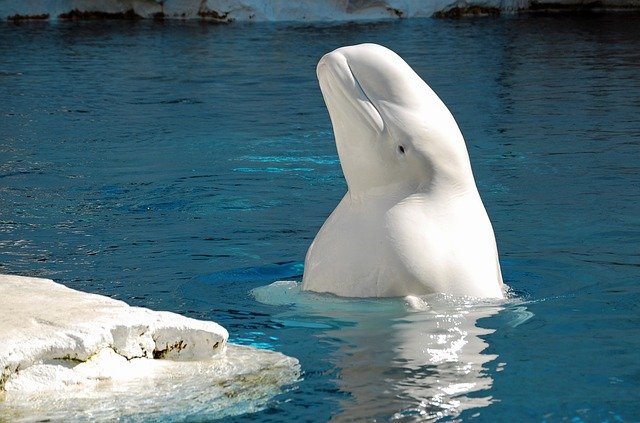 beluga-whale-6008844_640.jpg