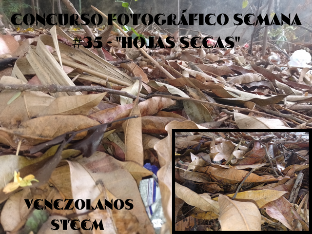 Concurso fotográfico semana #35 - _Hojas secas__20240506_225805_0000.png