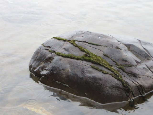 water moss rock .JPG