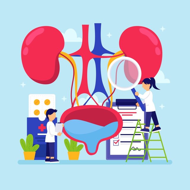 flat-design-health-renal-system-illustration_23-2149723368 (1).jpg