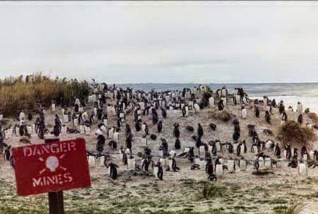 Jutaan-Penguin-Hidup-Di-Ranjau-Peledak.jpg