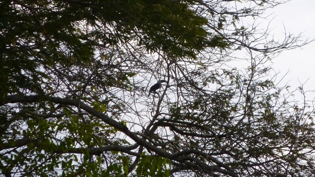 Ramphastos tucanus2.JPG