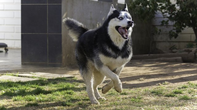 siberian-husky-1771667_1920.jpg