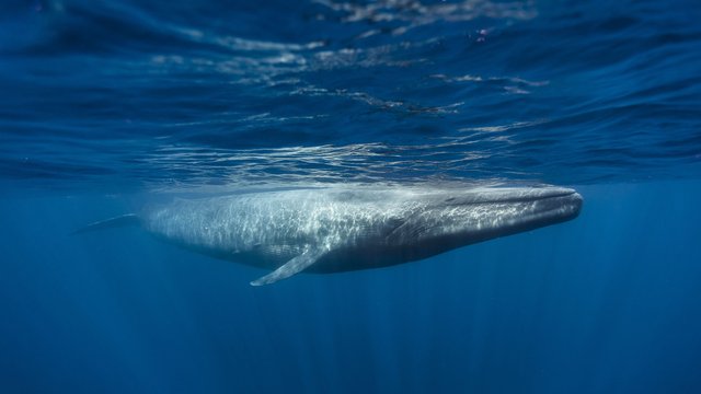 la-ballena-azul-el-animal-mas-grande-del-mundo.jpg