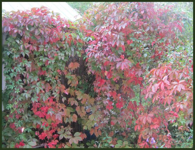 brilliant display of fall colors on virginia creeper.JPG