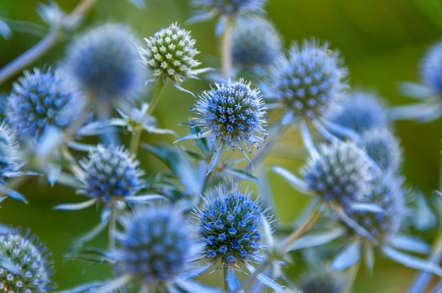 blue-eryngo-7319904_1920.jpg