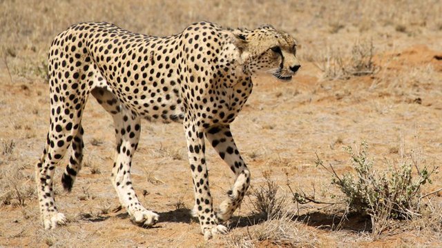 Desert-Animals-Saharan-Cheetah.jpg