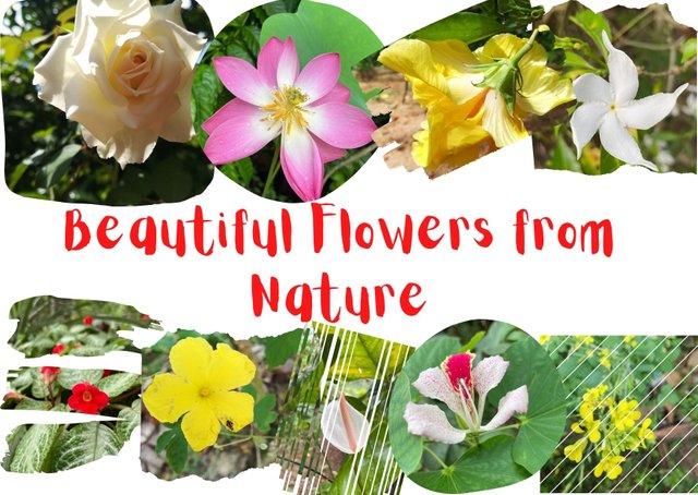 Beautiful Flowers from Nature.jpg