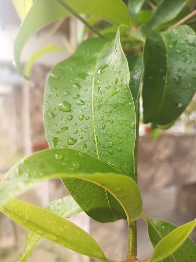 Gotas de lluvia en las hojas 1.jpg