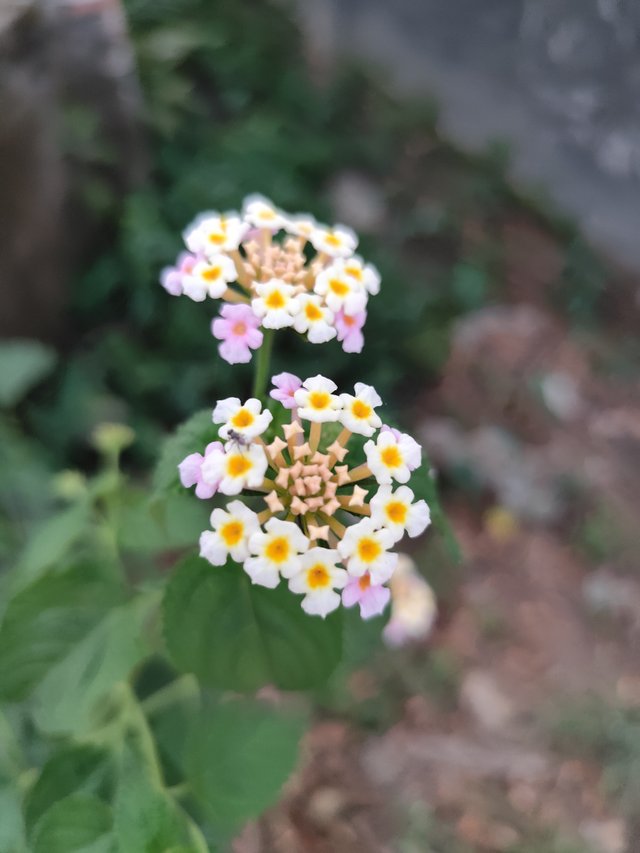 IMG_20250414_180915.jpg