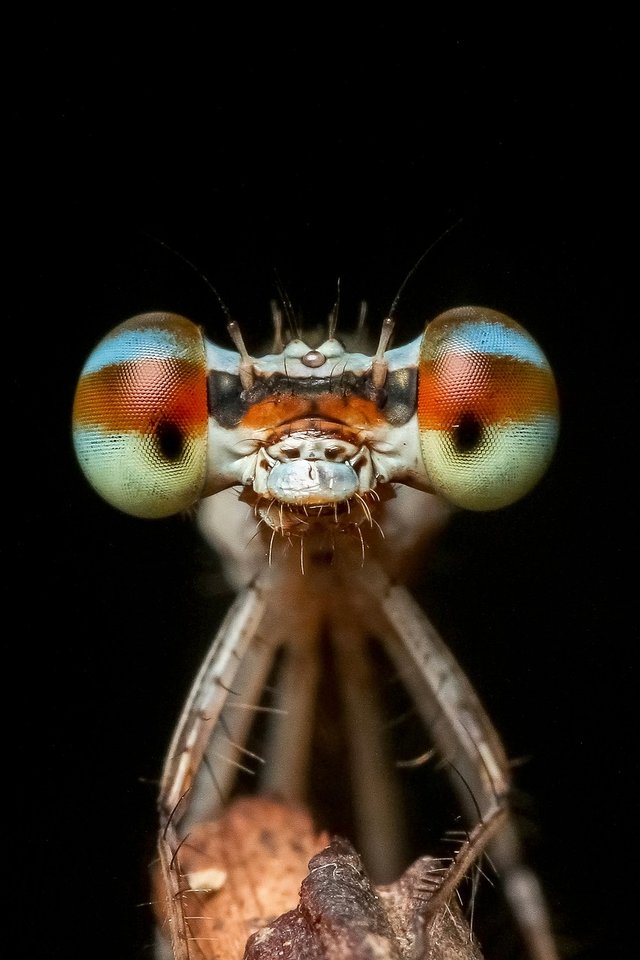 damselfly-1131638_1280.jpg